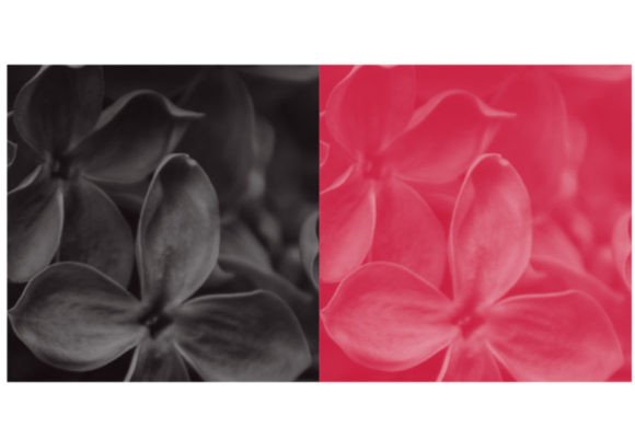 Unlock Creative Clarity with the Two Color Brush Set
